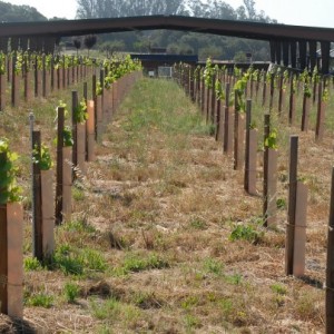 Vineyard Stakes