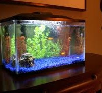 Aquariums & Terrariums