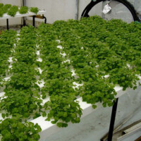 Hydroponic Supplies